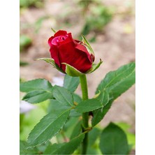 Şanal Gardenbox Canlı Kırmızı Gül Fidanı, 10-15 cm Saksılı, Yoğun Kokulu Aşılı Gül