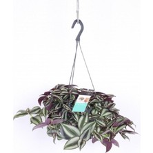 Şanal Nura Botanik Tradescantia Zebrina Çiçeği Askılı Saksı, Çiçek Gübreleri ile Uyumlu