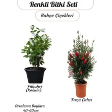 Şanal Gardenbox Kokulu Filbahri Sarmaşığı + Fıçra Çalısı Bahçe Bitkisi Saksılı, 40-60CM