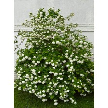Şanal Serada Decor & Plant Kartopu Ağacı Fidanı, Viburnum Tinus Lucidum, 60-90 Cm, Saksılı, Beyaz Çiçekli