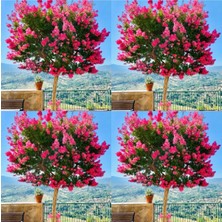 Şanal Nura Botanik Oya Ağacı Fidanı, 4 Adet, Tüplü Saksılı, 30-60CM, Çok Renkli