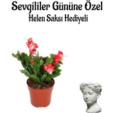 Şanal Nura Botanik Kırmızı Yılbaşı Çiçeği, Helen Saksı Hediyeli, Çiçekli Bodur Bitki