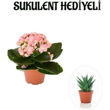 Şanal Nura Botanik Açık Pembe Kalanchoe Çiçeği, Sukulent Hediyeli, Çiçekli Bodur Bitki