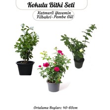 Şanal Nura Botanik Kokulu Bitki Seti, Katmerli Ful Yasemin, Filbahri, Isparta Gülü, Bahçe Balkon Bitkisi, 40-60CM
