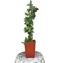 Şanal Gardenbox Hanımeli Çiçeği Fidanı, Mis Kokulu, Bitki Toprağı Torf ile Birlikte