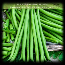 Şanal Zencefil Organik Özel Feymen Fasülye Tohumu 100 gr (350+ Adet) Kılçıksız Fasulye Tohumu
