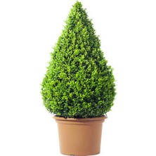 Şanal Serada Decor & Plant Şimsir Çalı (Buxus Microphylla 'faulkner'), 30-40 Cm, Çok Renkli, 1 Adet Dış Mekan Bitkisi