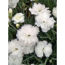 Şanal Nura Botanik Kokulu Beyaz Karanfil Çiçeği Fidanı, 1 Adet Saksılı, 15-25CM, Dianthus