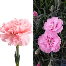 Şanal Serada Decor & Plant Pembe Karanfil Çiçeği, 15-25 Cm, Saksılı, Pink Dianthus