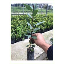 Şanal Gardenbox Defne Fidanı Bitkisi, 40-60 cm
