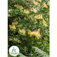 Şanal Nura Botanik Hanımeli Çiçeği, 50-70 Cm, Sakılı, Dış Mekan, Çok Renkli
