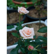 Şanal Gardenbox Yediveren Kokulu Yavruağzı Rengi Saksılı Aşılı Gül Fidanı