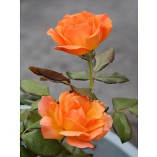 Şanal Serada Decor & Plant Yediveren Aşılı Gül, Kayısı Rengi, 20-50 Cm, 2 Adet