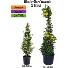 Şanal Gardenbox Mis Kokulu Arap Yasemini Fidanı + Sarı Yasemin Fidanı 2'li Kokulu Peyzaj Seti