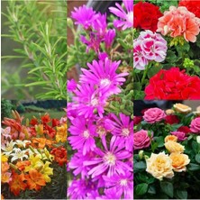 Şanal Gardenbox Renkli 5 Çeşit 5 Adet Kabristan Çiçek Seti, 40-80CM Saksılı, Chrysanthemum