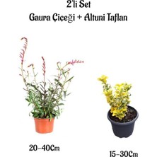 Şanal Serada Decor & Plant Gaura Çiçeği + Altuni Taflan 2'li Set, Kırmızı, Dış Mekan Bitkileri