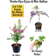 Şanal Nura Botanik Pembe Oya Ağacı Fidanı ve Mor Salkım Ağacı Fidanı Seti, 30-60 Cm, Itır Çiçeği Hediyeli