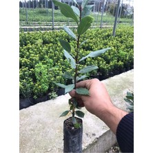 Şanal Gardenbox Defne Fidanı, Saksılı, 2 Yaş, 30-40 cm Boy