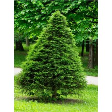 Şanal Serada Decor & Plant Limon Çamı Limoni Servi, 30-50 Cm, 1 Adet Tüplü Dış Mekan Ağacı, Cupressus Macrocarpa Goldcrest