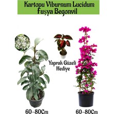 Şanal Nura Botanik Kartopu Viburnum, Fuşya Begonvil, Yaprak Güzeli Hediye Bahçe Bitkisi Seti, 60-80 Cm, Çok Renkli