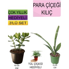 Şanal Nura Botanik 3'lü Set Para Çiçeği, Kılıç Çiçeği, Hediyelik Tül