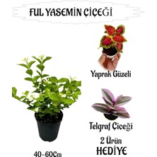 Şanal Nura Botanik Mis Kokulu Ful Yasemin, Yaprak Güzeli Hediyeli Peyzaj Seti, Çok Renkli, 40-60CM