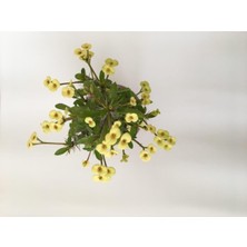 Şanal Nura Botanik Dikenler Tacı Küçük Çiçekli Ithal Euphorbia Milli, Sarı