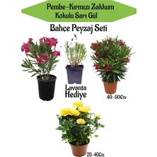 Şanal Nura Botanik Bahçe Seti, 1 Adet Kırmızı Zakkum, 1 Adet Pembe Zakkum, 1 Adet Sarı Gül, Hediye Lavanta
