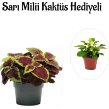 Şanal Nura Botanik Renkli Yapraklı Yaprak-Cam Güzeli, Sarı Milli Kaktüs Hediyeli, Çiçekli Bodur Bitki