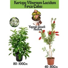 Şanal Nura Botanik Kartopu Viburnum Lucidum, Fırça Çalısı, Yaprak Güzeli Hediye Bahçe Bitkisi Seti, Çok Renkli