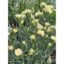 Şanal Nura Botanik Sarı Karanfil Çiçeği Fidanı, 15-30 Cm, Saksılı, Çiçekli Bodur Bitkiler