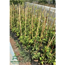 Şanal Nura Botanik Amerikan Sarmaşığı, Kışın Kırmızı Renk, 40-80CM, Saksılı/tüplü, Çok Renkli