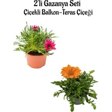 Şanal Gardenbox Gazanya Çiçeği, 2 Adet Saksılı, 10-20 Cm, Pembe-Turuncu Renk, Bahçe Balkon Çiçeği