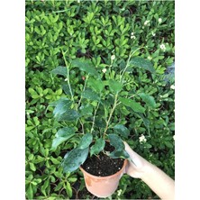 Şanal Nura Botanik Ficus Benjamina Danielle Benjamin Bitkisi, 70CM, Yeşil