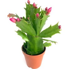 Şanal Serada Decor & Plant Kırmızı Yılbaşı Çiçeği Schlumbergera Truncata, 1 Adet Saksılı