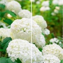 Şanal Nura Botanik Beyaz Ortanca Çiçeği, 25-45 Cm, Saksılı Çiçekli Bodur Bitkiler, White Hydrangea