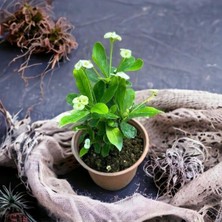 Şanal Nura Botanik Dikenler Tacı Çiçeği, Beyaz, 25-40 Cm, Saksılı Mega Boy Euphorbia