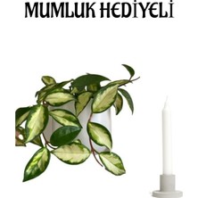 Şanal Nura Botanik Pembe Hoya Mum Çiçeği, Mumluk Hediyeli