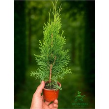 Şanal Nura Botanik Smaragd Batı Mazısı Fidanı, Thuja Occidentalis, 30-40 cm