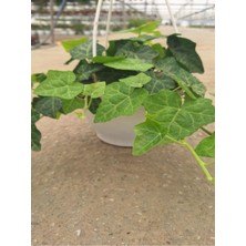 Şanal Serada Decor & Plant Yeşil Hedera Askılı Saksılı Sarmaşık Bitkisi, 20-40 Cm, Salon Bitkisi