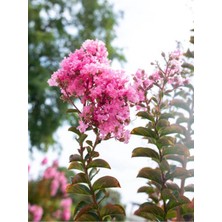 Şanal Serada Decor & Plant Pembe Çiçekli Oya Çiçeği Fidanı, 45-80 Cm, Saksılı, Lagerstroemia Indica