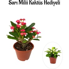Şanal Nura Botanik Kırmızı Çiçekli Kaktüs, Milli Dikenler Tacı, Bodur Çiçekli Bitki, Sarı Mili Hediyeli