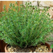 Şanal Videolu Mis Kokulu Dağ Kekiği Çiçeği Fidanı 20-30 cm Saksılı Çiçekli Bodur Bitkiler Thyme
