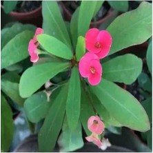 Şanal 1 Adet Pembe Renk Dikenler Tacı Çiçeği 15-35 cm Saksılı Bodur Bitki Euphorbia