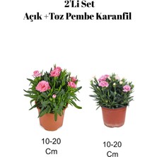 Şanal Gardenbox 2'li Set Açık Pembe Toz Pembe Karanfil Çiçeği Dış Mekan Bitkisi, 10-20 cm