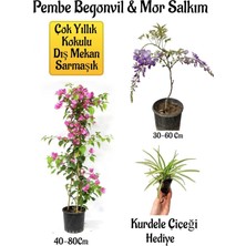 Şanal Serada Decor & Plant Pembe Begonvil Çiçeği, Mor Salkım Ağacı Fidanı, Kurdele Çiçeği Hediyeli Bahçe Peyzaj Seti