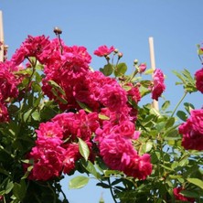 Şanal Gardenbox Pembe Sarmaşık Gül Fidanı, Kokulu, 90-140 Cm, 1 Adet, Tüplü Aşılı