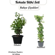 Şanal Gardenbox Kokulu Bitki Seti, Filbahri + Hanımeli, Saksılı, 40-60 cm