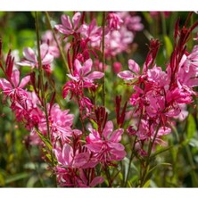 Şanal Serada Decor & Plant Gaura Çalı Bitkisi, Çok Renkli
