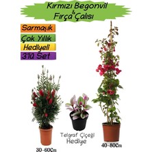 Şanal Gardenbox Kırmızı Begonvil, Kırmızı Fırça Çalısı, Telgraf Çiçeği Hediyeli 3'lü Peyzaj Seti, Çok Renkli
